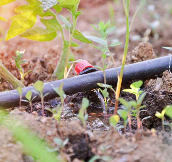 آبیاری قطره ای بدون پمپ یا سیستم آبیاری قطره ای بدون برق