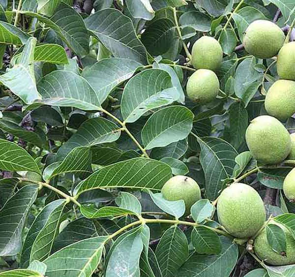 آبیاری قطره ای درخت گردو/با لوله پلی اتیلن