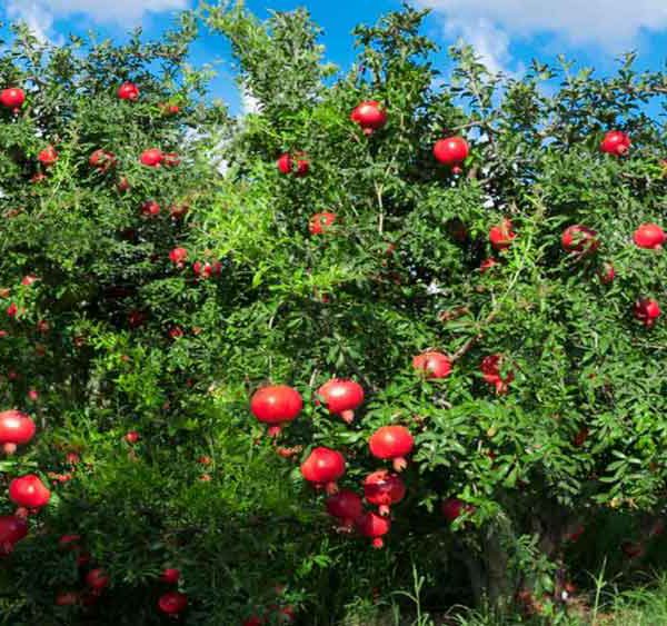 انواع روشهای آبیاری درخت انار
