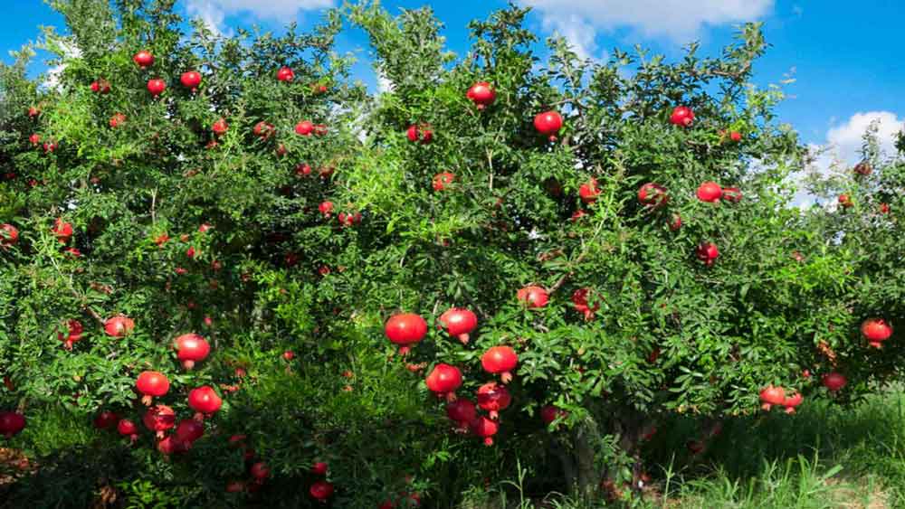 انواع روشهای آبیاری درخت انار