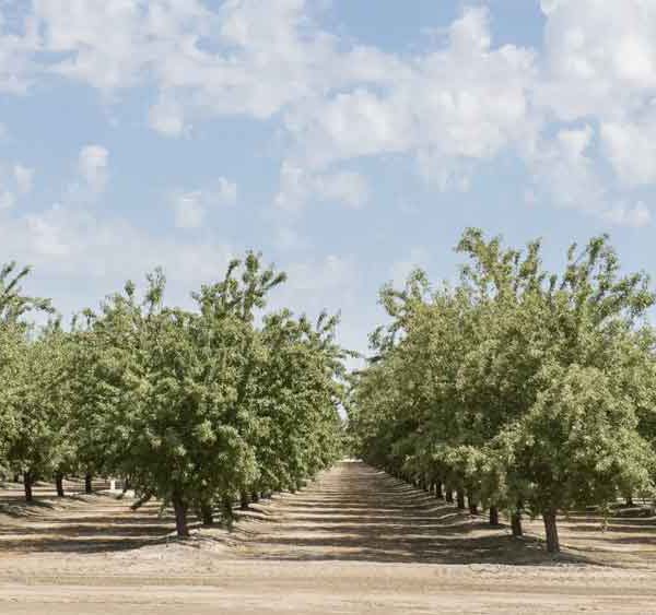 مزایای آبیاری-قطره-ای-پسته