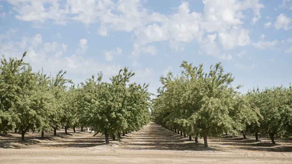 مزایای آبیاری-قطره-ای-پسته