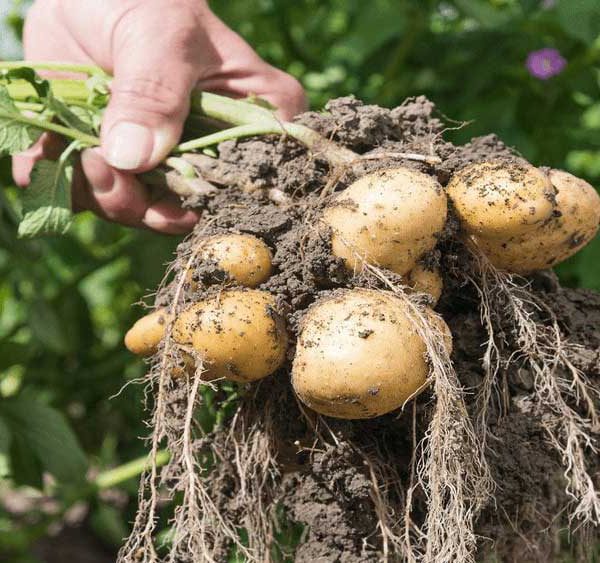 نحوه آبیاری سیب زمینی و انواع روشهای آن