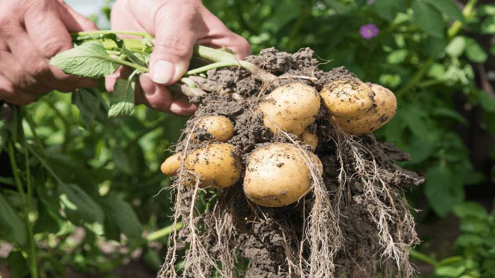 نحوه آبیاری سیب زمینی و انواع روشهای آن