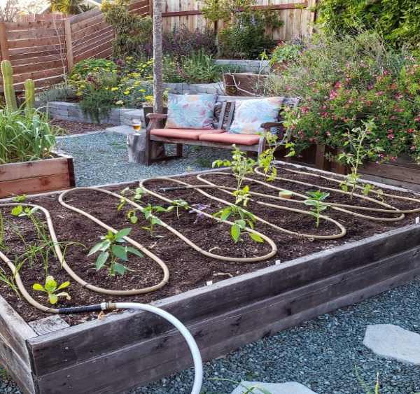 باغچه ی در منزل در حال آبیاری قطره ای
