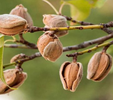 انواع روشهای آبیاری درخت بادام و عوامل موثر بر کاشت آن