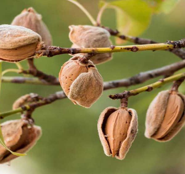 انواع روشهای آبیاری درخت بادام و عوامل موثر بر کاشت آن