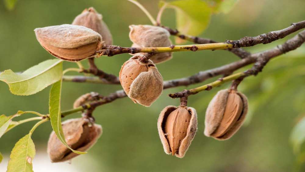 انواع روشهای آبیاری درخت بادام و عوامل موثر بر کاشت آن